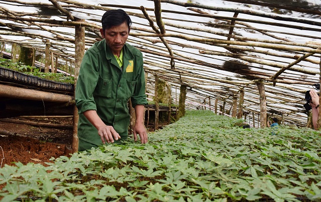 Chung tay bảo tồn và phát triển nguồn dược liệu quý