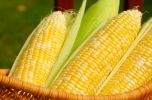 Ngô hạt là loại nông sản không thuộc đối tượng được miễn thuế nhập khẩu