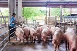 Giá thịt lợn hôm nay 1/6: Lợn hơi giảm, dự báo về dưới mốc 100.000 đồng/kg