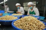 Xuất khẩu hạt điều 5 tháng đầu năm 2020, tăng cả về khối lượng và giá trị
