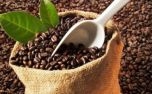 Cà phê chiếm 69% tổng kim ngạch xuất khẩu sang Algeria