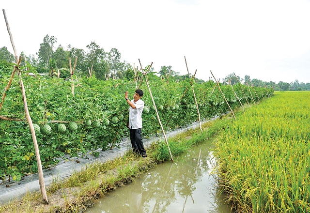 Nhiều diện tích trồng lúa ở miền Tây đã chuyển sang loại cây trồng khác nhằm thích ứng biến đổi khí hậu