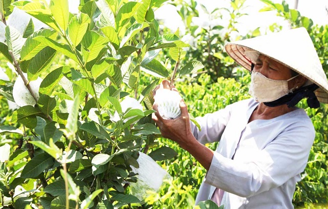 Các loại rau màu, ăn quả đang có xu hướng tăng do mang lại hiệu quả kinh tế cao