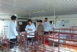 Đề nghị triển khai các giải pháp cấp bách tái đàn lợn ở địa phương