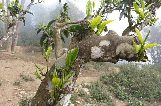 Hiện nay, số cây chè cổ thụ tại xã Suối Giàng bị mối tấn công đã tăng nhanh, nhiều cây đã chết và nhiều cây đang chết dần