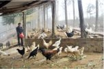 Vùng nguyên liệu: Phát triển kinh tế nhờ gà đen H’Mông