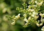 Thuốc Đông y: Tác dụng của cây hoa hòe với sức khỏe