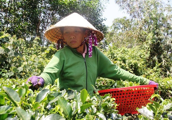 Việc khôi phục lại trà Gò Loi không những mang lại hiệu quả kinh tế cao mà còn tạo được việc làm cho người dân nơi đây
