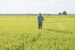 Thực trạng quản lý thuốc bảo vệ thực vật: Còn yếu và vướng