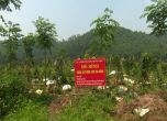 Thái Nguyên: Trồng ba kích tím trên đất đồi cằn