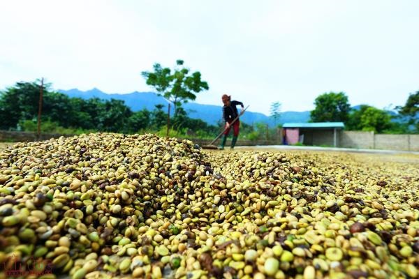 Huyện Mường Ảng xác định cà phê là cây thế mạnh chủ đạo phát triển kinh tế xã hội và xoá đói giảm nghèo