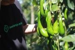 Foodmap và hành trình đưa nông sản Việt lên sàn thương mại điện tử