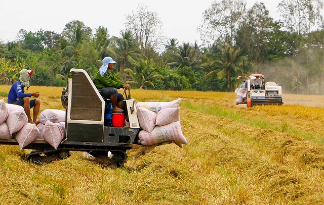 Theo ước tính ban đầu về cơ cấu giống từ các tỉnh Đồng bằng sông Cửu Long (ĐBSCL) sau khi trừ lượng lúa gạo dùng tiêu thụ trong nước thì lượng gạo hàng hóa cho xuất khẩu khoảng 2,3 - 2,5 triệu tấn.