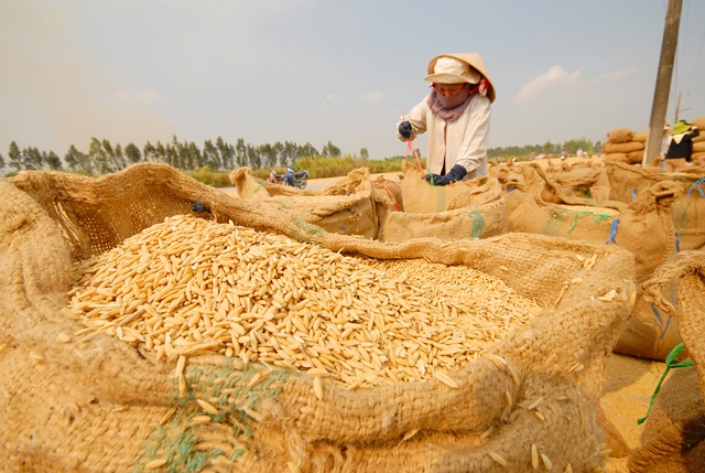 Theo ước tính ban đầu về cơ cấu giống từ các tỉnh Đồng bằng sông Cửu Long (ĐBSCL) sau khi trừ lượng lúa gạo dùng tiêu thụ trong nước thì lượng gạo hàng hóa cho xuất khẩu khoảng 2,3 - 2,5 triệu tấn.