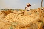 An ninh lương thực: Vụ Hè Thu 2020, ĐBSCL sẽ có khoảng 2,5 triệu tấn gạo xuất khẩu