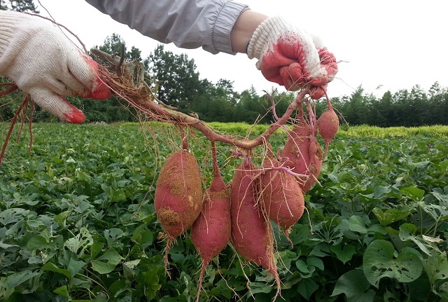 Huyện Châu Thành sẽ tập trung phát triển cây khoai lang thành cây trồng trọng điểm