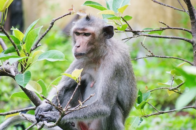 Loài khỉ đuôi dài tại Vườn Quốc gia Bái Tử Long