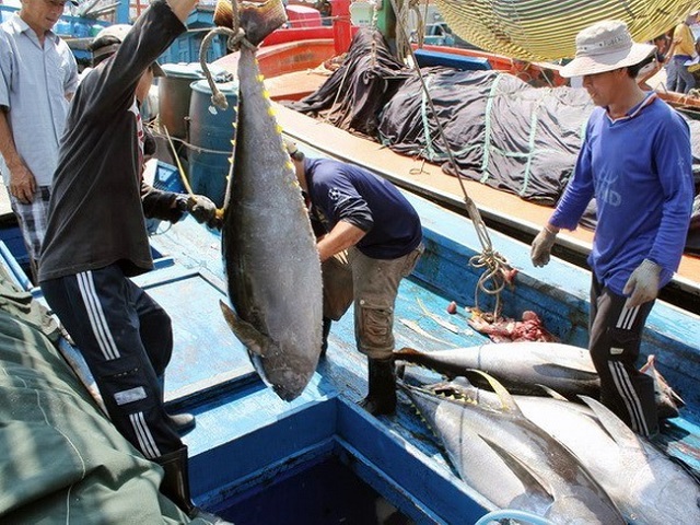 Hiệp định EVFTA  dự kiến có hiệu lực vào đầu tháng 8 tới dự báo mang đến nhiều cơ hội cho ngành cá ngừ Việt Nam trong việc khai phá các thị trường
