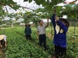 Hà Nội: Vùng rau Yên Nghĩa hướng tới sản phẩm 4 sao OCOP trong năm 2020