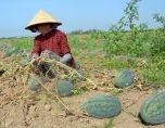 Quảng Ngãi: Nâng tầm giá trị nông sản Bình Sơn