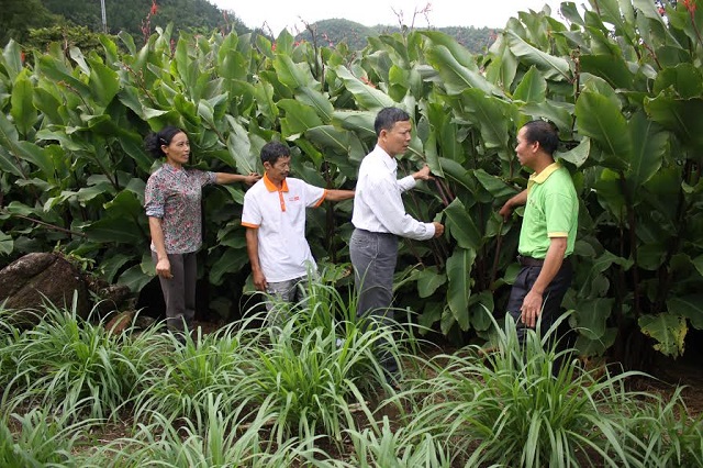 Để làng nghề miến dong Bình Lư ngày càng phát triển, mở rộng thị trường, huyện đã tuyên truyền, vận động nhân dân thực hiện sản xuất, chế biến gắn với an toàn vệ sinh thực phẩm
