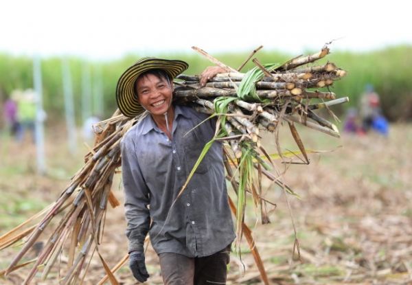 Kon Tum: Triển khai các giải pháp phát triển ngành mía đường trong tình hình mới