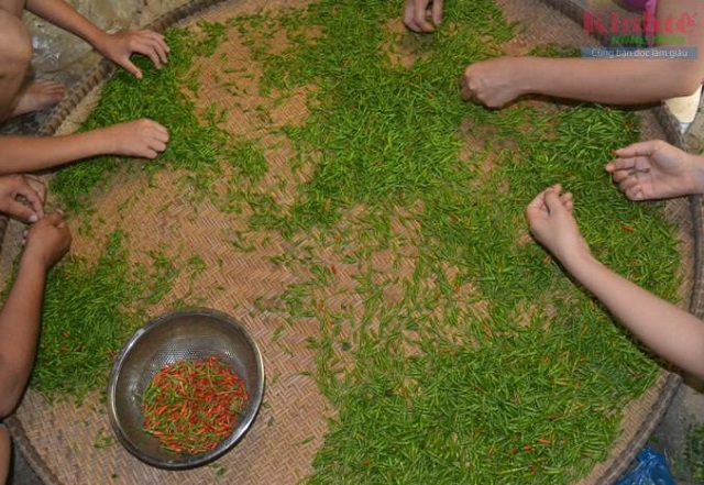 Từ một loại cây mọc hoang trong rừng, giờ đây ớt a riêu ở xã Ma Cooih (huyện Đông Giang) được nhiều người biết đến và trở thành sản phẩm đặc trưng của địa phương