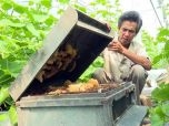 Hậu Giang: Độc đáo mô hình nuôi ong phụ phấn cho dưa