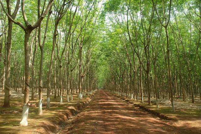 Ngành lâm nghiệp phấn đấu nâng tỉ lệ che phủ rừng Tây Nguyên lên 49,2%