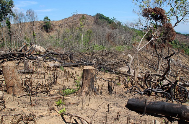 Trọng điểm nhức nhối về nạn phá rừng