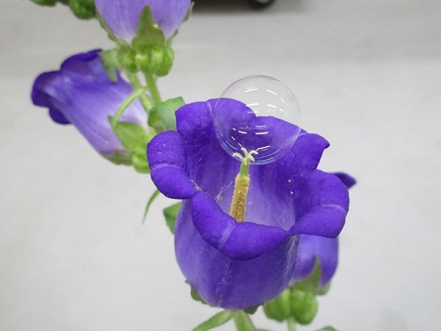 dùng bong bóng xà phòng thụ phấn cho hoa