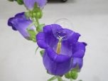Dùng bong bóng xà phòng để thụ phấn cho hoa