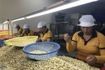 Thị trường xuất khẩu ảm đạm, giá hạt điều ở mức thấp