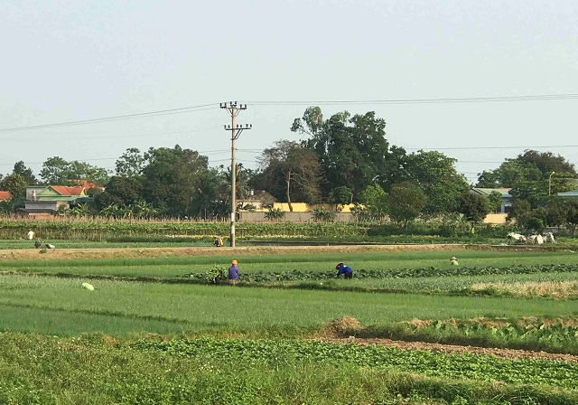 Quảng Ninh chuyển đổi hơn 3.000 ha đất lúa kém hiệu quả sang cây trồng khác