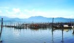 Thu hoạch cá mú nặng 55kg ở đầm phá Tam Giang - Cầu Hai