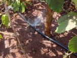 Hòa Bình: Áp dụng công nghệ tưới tiết kiệm ứng phó hạn hán