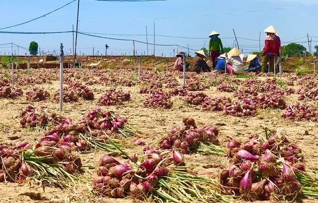 Từ giữa tháng 6, hơn 300 hộ dân ở thôn Thanh Thủy, xã Bình Hải lần lượt huy động nhân công thu hoạch hành tím