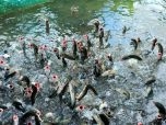 Long An: Nông dân Tân Thạnh nuôi cá lóc gặp khó