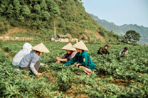 phát triển trồng cây dược liệu ở Hà Giang