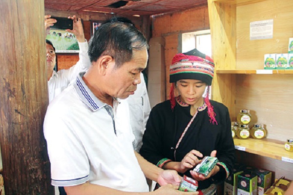 phát triển cây dược liệu ở Hà Giang