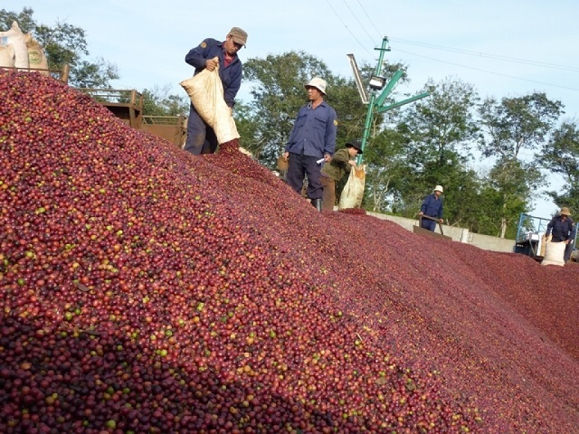Lâm Đồng tập trung phát triển cà phê theo chuỗi nông sản toàn cầu