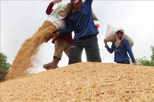 Tuy nhiên, hiện nay khu vực Đồng bằng sông Cửu Long đang thu hoạch vụ lúa hè thu, nguồn cung ngày càng tăng đang gây sức ép lên giá gạo