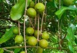 Triển vọng trồng cây Mắc ca ở Điện Biên
