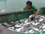 Củ Chi (TP. HCM): Hiệu quả cao từ mô hình nuôi cá thát lát