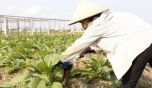 Nhờ trồng cây Thuốc Lào, người dân ở Nga Sơn Thanh Hoá đã cải thiện được cuộc sống