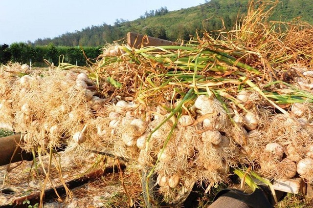 Huyện Lý Sơn có khoảng hơn 300 ha tỏi, sản lượng tỏi mỗi năm khoảng 3.000 tấn, bán đi cả nước