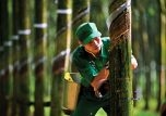 Giá cao su hôm nay 1/7: Phiên chiều có xu hướng giảm