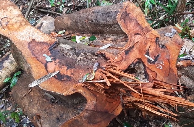 5ha rừng tự nhiên ở Trà Giác Quảng Nam bị tàn phá