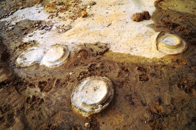 Các hóa thạch Cúc đá được tìm thấy tại Gia Lai. Ảnh: Quang Tuệ (Sở VHTTDL tỉnh Gia Lai)