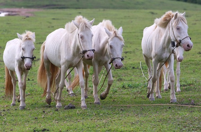 Vẻ đẹp thuần chủng của giống ngựa bạch Lạng Sơn